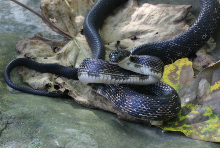 Black Rat Snake